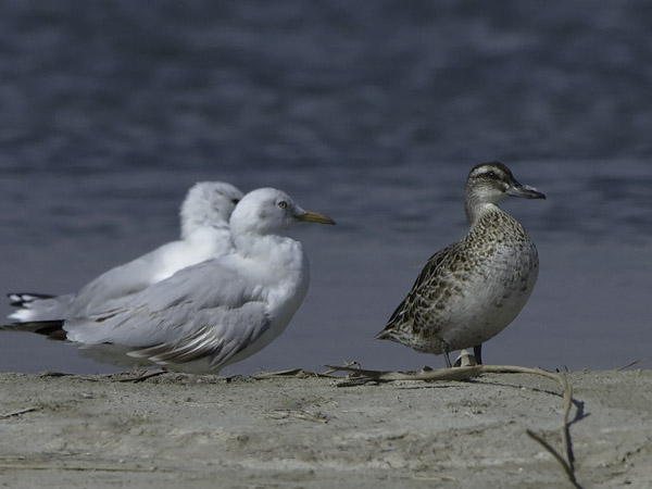 Heinätavi, Garganey, Anas querquedula